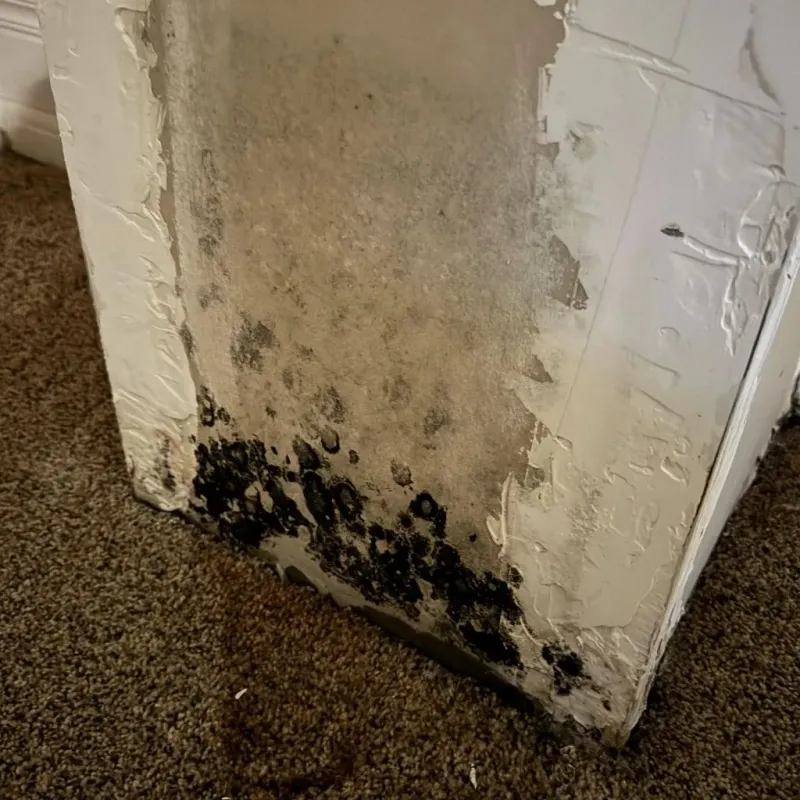 Professional Mold Removal in Newton, TX